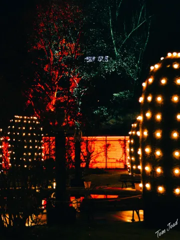 Night Lights
